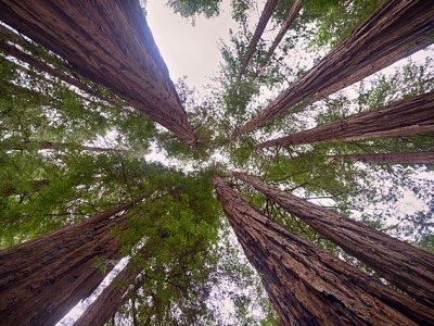 Was there Redwoods in Star&nbsp;Wars?