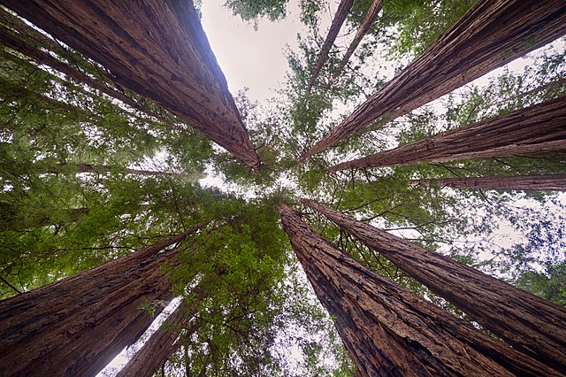 Was there Redwoods in Star&nbsp;Wars?